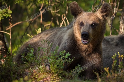 Preview: Closeup of a terrifying grizzly bear on the ground on a sunny day in Finland