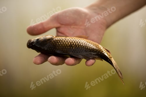 Preview: male hand holding fresh river fish