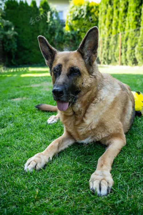 Preview: Happy adult dog lay on grass in home garden