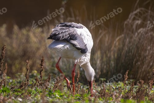 Preview: White Stork Searches For Food In Grass