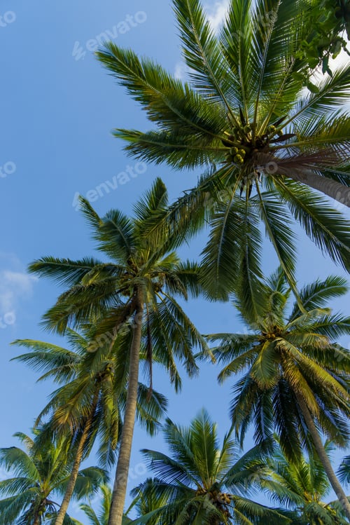 Preview: Coconut trees against sky