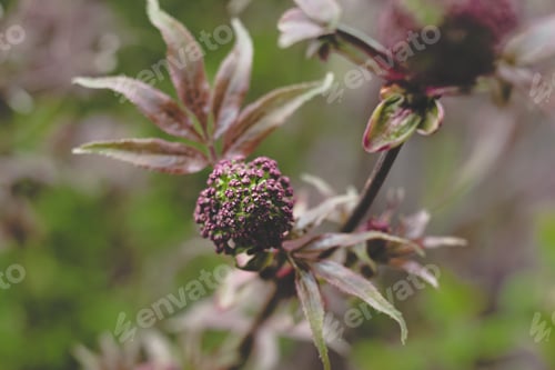 Preview: Black elderberry elder bush blooming. Floral spring summer natural background. Beautiful flower. N