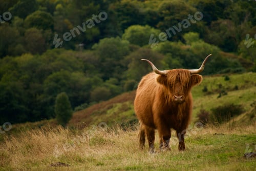 Preview: Brown bull standing on the grass in the background of the forest