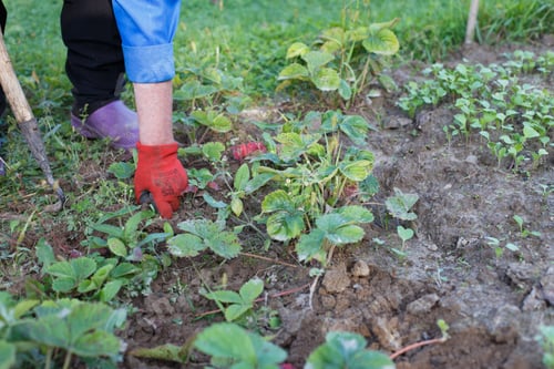 Preview: Woman weed the weeds of strawberry in the field, work process
