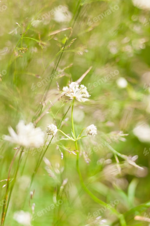 Preview: Green grass with small white flowers