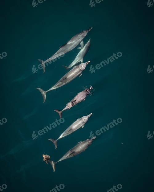 Preview: Group of bottlenose dolphins swimming in a tropical ocean setting