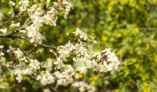 Preview: Blooming tree with beautiful white fragrant smelling flowers in spring
The awakening of nature