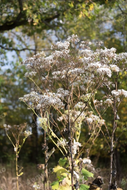 Preview: Grey Autumn Flower On A Branch In A Park