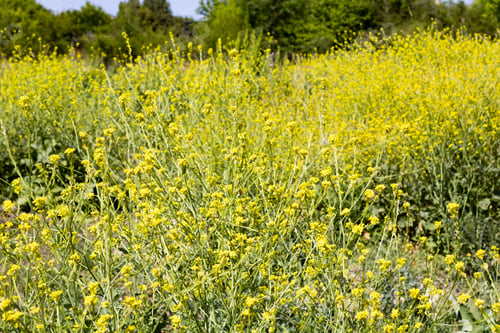 Preview: Vibrant rapeseed field in full bloom during spring on a sunny day