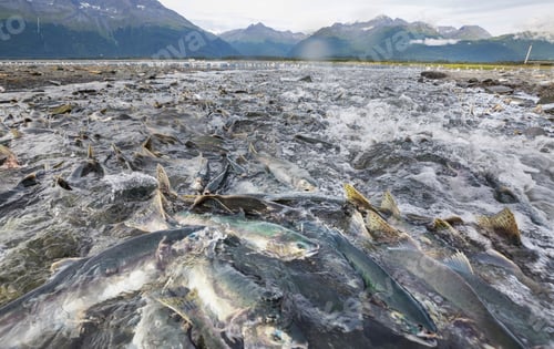 Preview: Salmon spawning