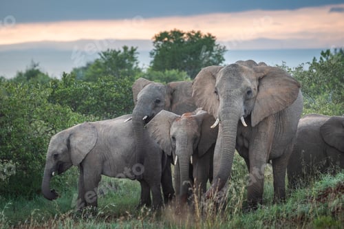 Preview: Herd of African Elephant (Loxodonta africana) at Sosian Ranch at sunset, Laikipia County, Kenya