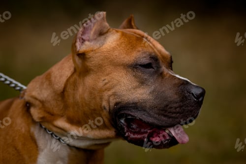 Preview: Autumn background with red Pit Bull Terrier