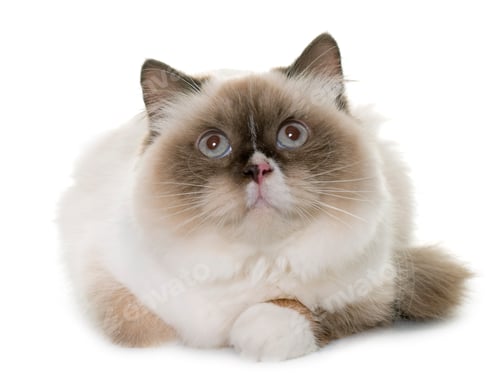 Preview: english longhair cat