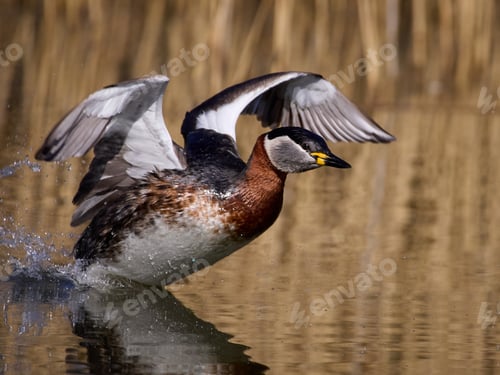 Preview: Red-necked grebe (Podiceps grisegena)