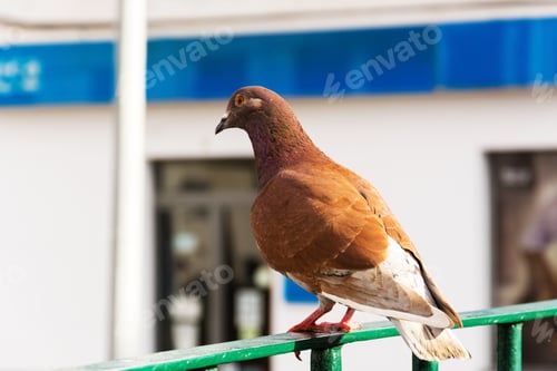 Preview: Pigeon on the railing of the stairs. Red dove.