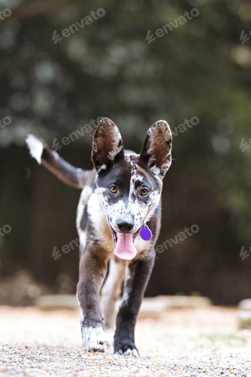 Preview: Dog on a log in the woods walking around with
