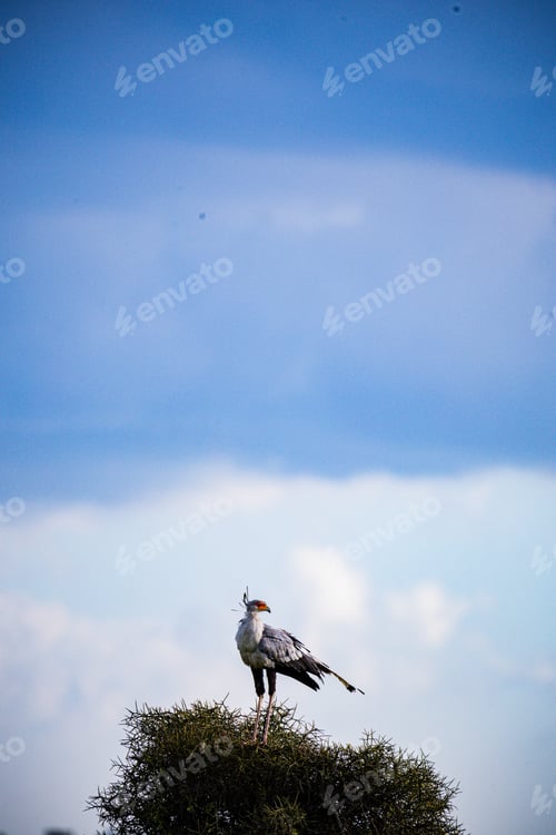 Preview: Birds Flying Nairobi National Park Kenya's Capital Landscapes Nature