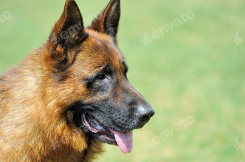 Preview: German Shepherd dog portrait
