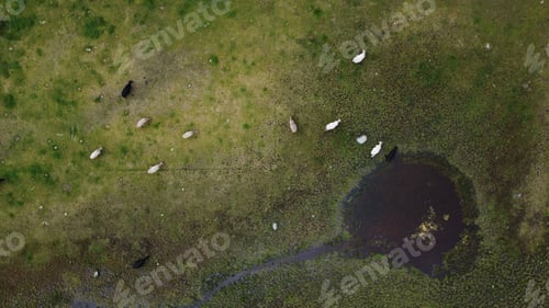 Preview: Beautiful shot of some sheep in a landscape in Hamaroy, Nordland, Norway