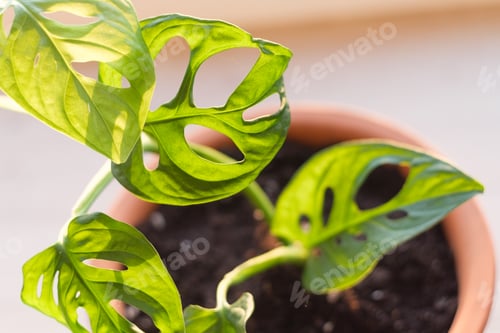 Preview: Close-up of monstera monkey mask plant in flower pot illuminated by sunlight.