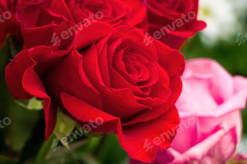 Preview: Bouquet of red roses in flower shop.