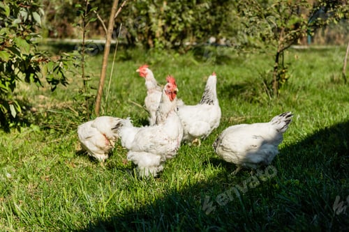 Preview: flock of adorable white chickens walking on grassy meadow at farm