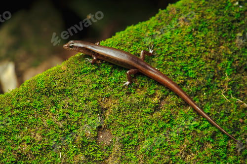 Preview: skink on a rock with moss