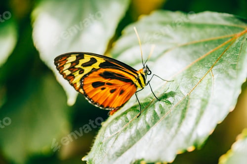 Preview: Butterfly-Heliconius ismenius butterfly on green leaf
