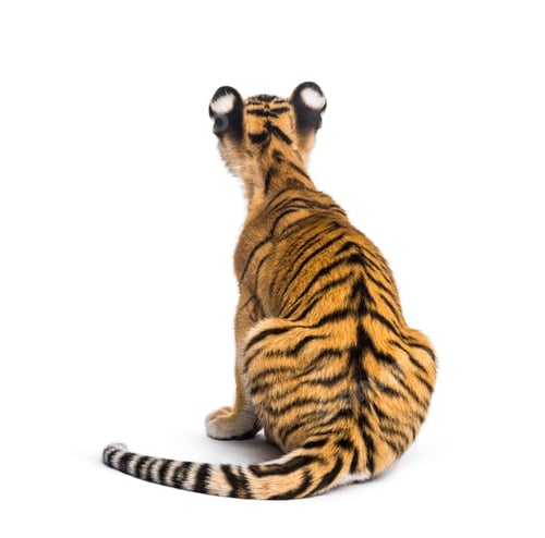 Preview: Back view on a two months old tiger cub sitting against white background