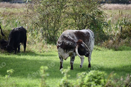 Preview: rare English longhorn cows in a green meadow
