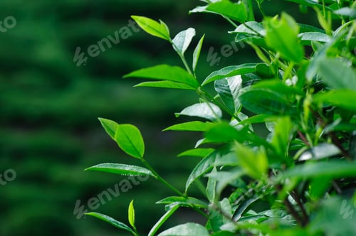 Preview: Green tea plants in spring