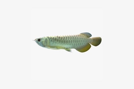 Preview: Lateral view of arowana