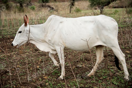 Preview: Cow in the field