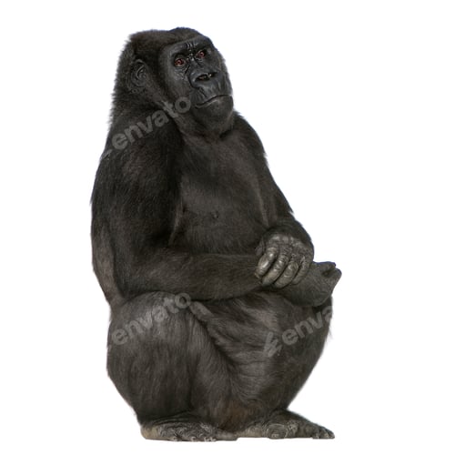 Preview: Young Silverback Gorilla