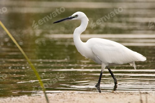 Preview: Little Egret or Egretta garzetta in the pond