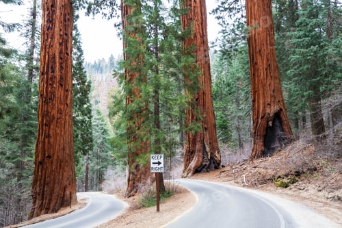 Preview: Sequoia