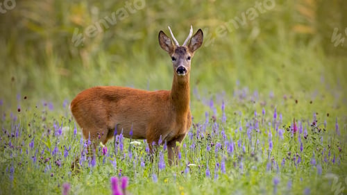 Preview: Roe deer, capreolus capreolus, buck in summer on a meadow full of flowers