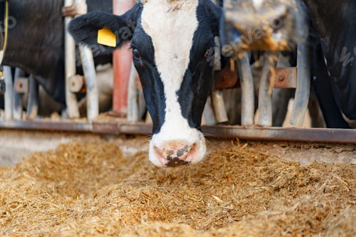 Preview: Milking cows eating hay in an outdoor cowshed