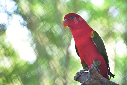 Preview: Lory bird perching on branch, The chattering lory, Lorius garrulus