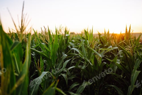 Preview: Young corn field at agriculture farm. Agriculture, organic gardening, planting or ecology concept.