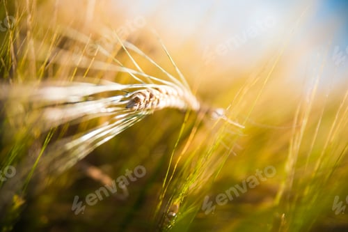 Preview: Background of ripening ears of wheat field.