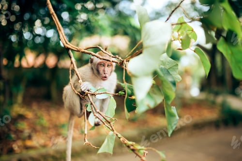 Preview: close up portrait of expressive baby monkey.