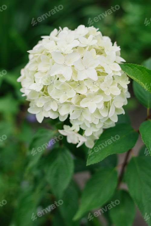 Preview: White Beautiful Flower of the Paniculate Hydrangea Metallica. Concept of Natural Beauty