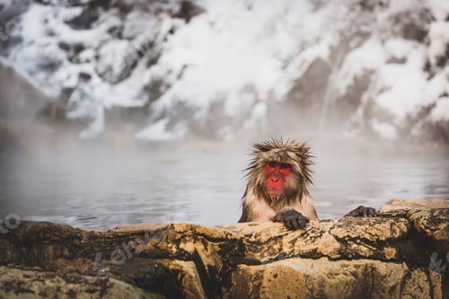 Preview: Japan, Yamanouchi, Jigokudani Monkey Park, portrait of bathing red-faced makak