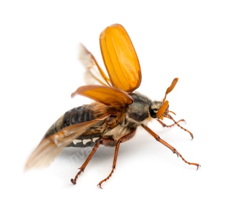 Preview: Male Cockchafer, Melolontha melolontha also known as May bug, Mitchamador, Billy witch or Spang