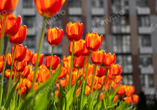 Preview: Red tulips background. Beautiful tulip. Flower bud in spring in the sunlight. Flowerbed with flowers