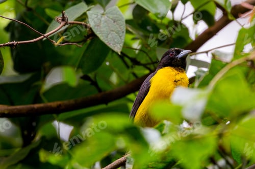 Preview: Weaver with a dark back in Kakamega forest in Kenya