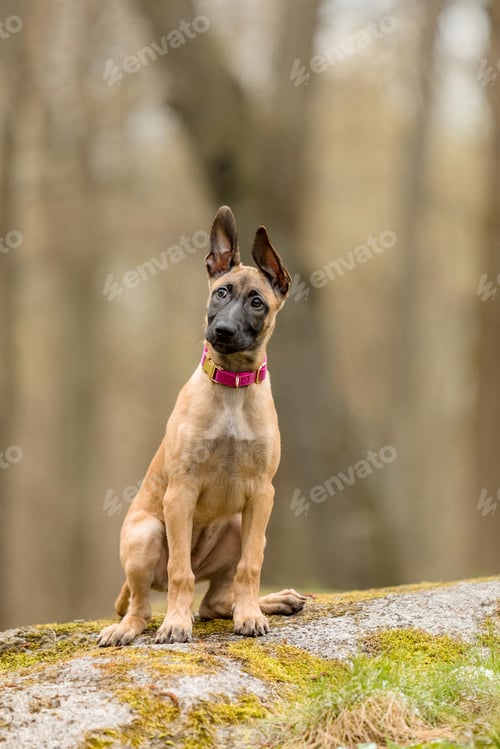 Preview: Belgian Malinois Puppy with Pink Collar Sitting on Mossy Rock