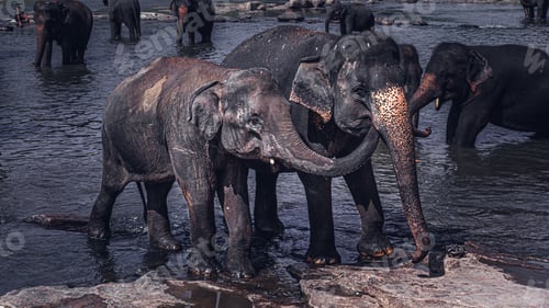 Preview: Young elephant put its trunk in older siblings mouth. concept of brotherhood.