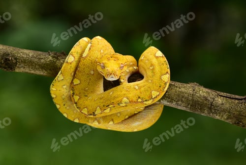 Vista previa: Primer plano de The Green Tree Python snake